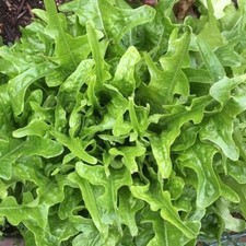 Lettuce Seeds, Green Oakleaf, Non-GMO, Heirloom, Fast Growing, Free Shipping