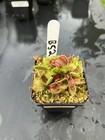 Venus Flytrap B52 -  Carnivorous Plant ! - Classic Giant🔥🔥🔥 — photo 2