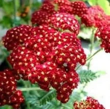 RED YARROW 100 FRESH SEEDS FREE SHIPPING