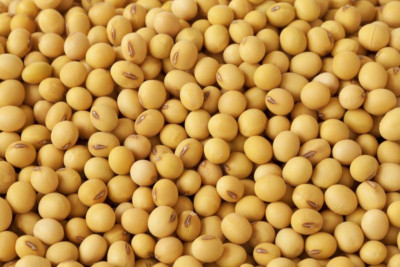 Getrocknete Sojabohnen Soja Bohnen Soy Bean 1kg-5kg-10kg-15kg-20kg-25kg 1A TOP