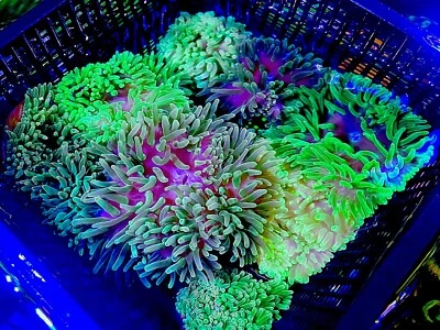Shades Of Green -Bubble Tip Anemone 3-4” live coral