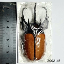 Dynastidae Eupatorus gracilicornis Large size  A1  #2145 NORTH THAILAND