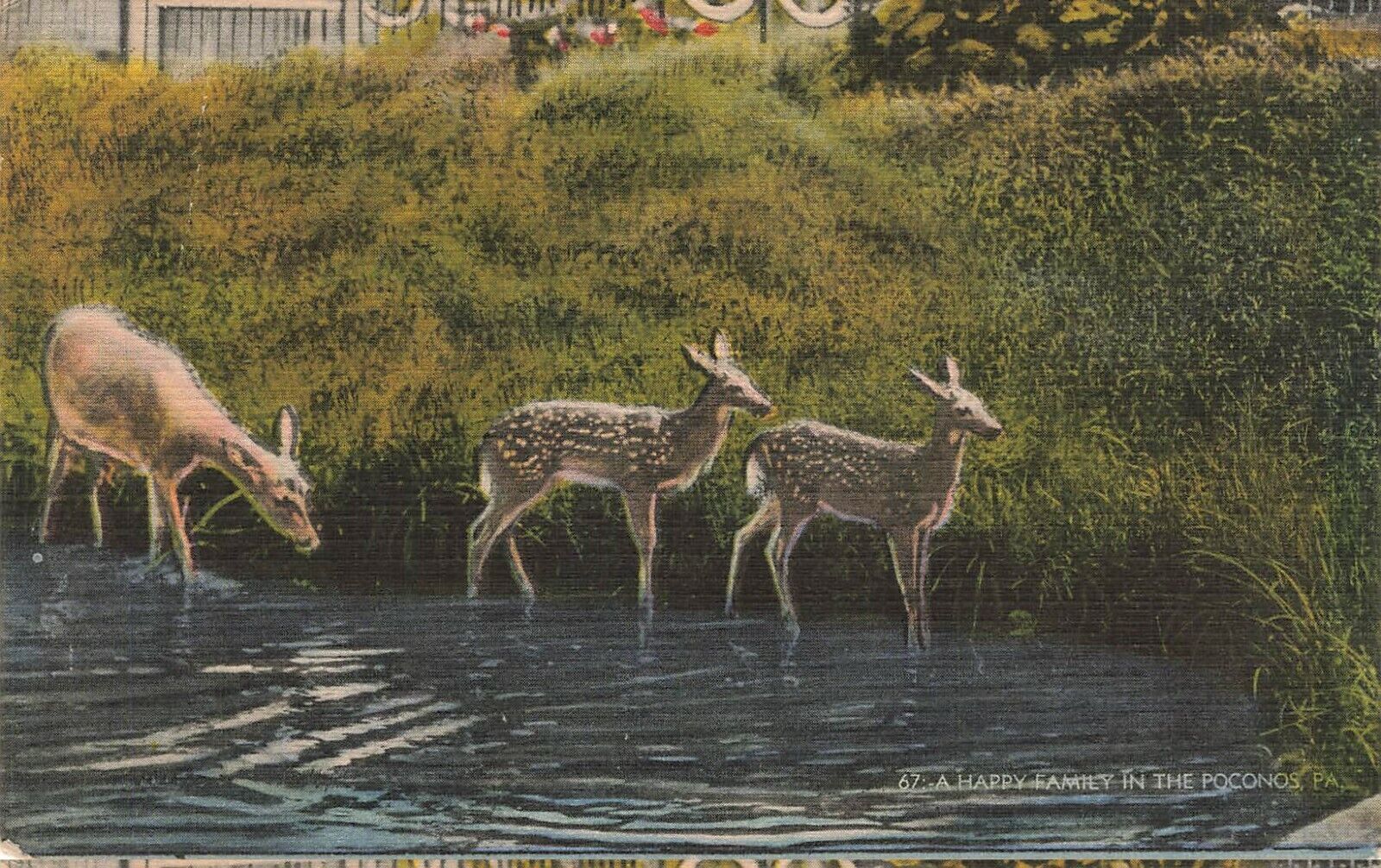 Animals Deer A Happy Family In The Poconos Pennsylvania Postcard | eBay