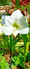 Organic White Nymph Amaryllis Seeds