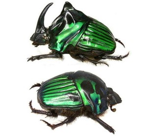 Dung Beetle | eBay