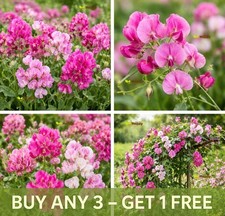 Everlasting Sweet Pea Mix - 20 Seeds - Lathyrus latifolius