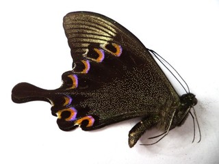 UNMOUNTED BUTTERFLY PAPILIO PARIS 1 PC