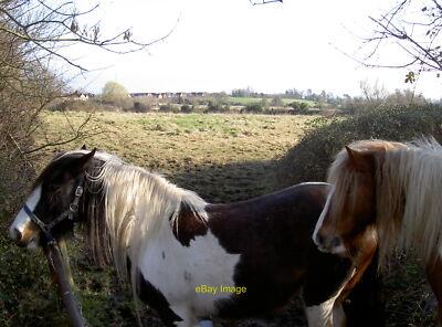 Foto 12x8 Das Königreich des Pferdes Tewkesbury Diese zwei freundlichen Burschen c2014