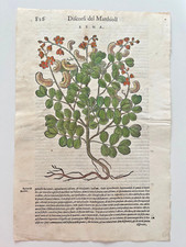 MATTIOLI Xilografia 1500 Botanica Erbario Piante "SENA"