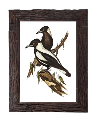 Vintage Magpie Bird Illustration Retro Home Decor 5x7 Wall Art Print John Gould