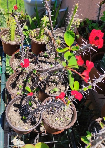 🪴❤️Vaso Ø 9,5 Cm Pianta EUPHORBIA MILII Fiore Rosso Corona di Cristo 🪴+Omaggio - Foto 2 di 5