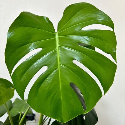 philodendron selloum xanadu Thaumatophyllum bipinnatifidum 'Hope Selloum' – The Victorian Atlanta main image 1