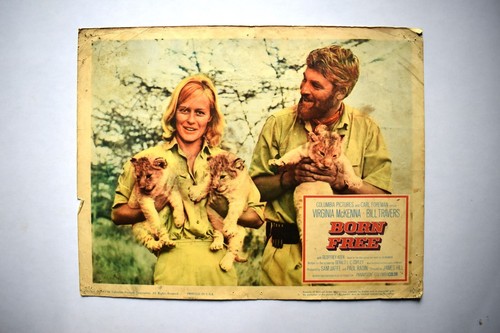 Original Lobby Karten 1966 Born Gratis Film 27.9cm X 35.6cm Set Mit 8 Virginia - Photo 9/12