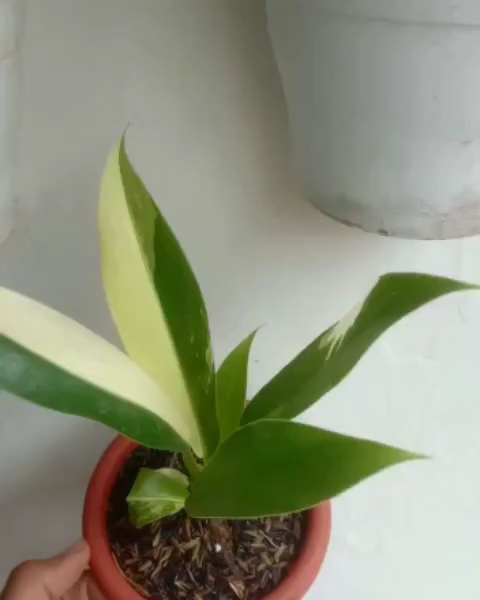 Philodendron Orlando Variegated with Phytosanitary Certificate | eBay
