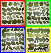Pressed Dried Leafs Leaves Art Craft Supply Ginkgo Oak Rose Bougainvillea Trees