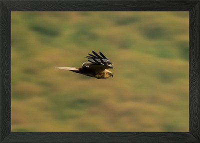 Flying harrier Gerahmtes Wandbild Poster Leinwanddruck Bild
