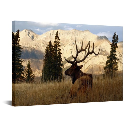 Deer Pictures Elk Wall Art Wildlife Animal Painting Art Print on Canvas Stret...