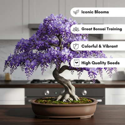 Chinese Wisteria Bonsai Tree Seedling for Planting - 1 Year Old