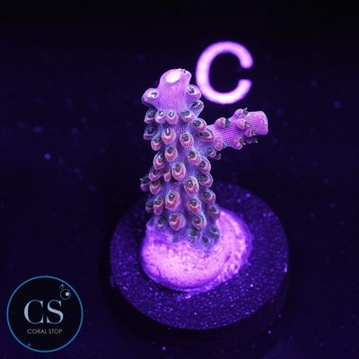 CS TSA Explosive Ember Acro - WYSIWYG Live Coral
