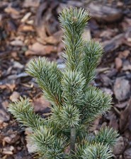 Mädchenkiefer RYU-JU 30 cm  im Container