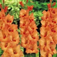 12 x GLADIOLI Peter Pears - LARGE FLOWERING - Garden Plant *BIG BULBS*