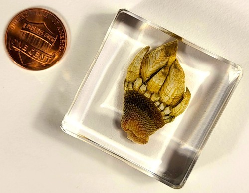 38mm Real Kamenote Japanese Goose Barnacle in Clear Lucite Resin Specimen Block - Picture 10 of 15