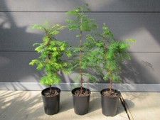 Metasequoia glyptostroboides - Urweltmammutbaum Pflanze 40-60cm Frost