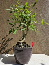 Old European Ash Bonsai Tree,,, SALE