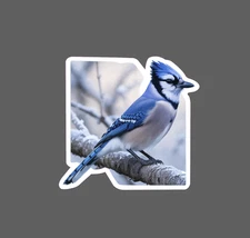 Blue Jay Sticker Waterproof Decal Bird Outdoor Wildlife Nature Gift NEW