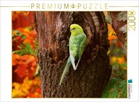 Calvendo Puzzle Wellensittich Im Herbstwald 2000 Teile Puzzle Quer | 2000 Teile