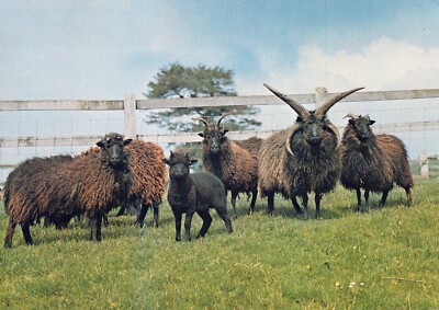 TIER POSTKARTE Hebride Schafe St. Kilda Cotswold Farm Park UK J. Arthur Dixon