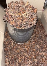 Star Anise Whole Pods Badian . Free shipping from California