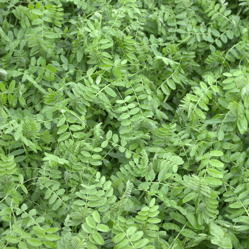 Vesce d'été Vicia sativa semence fourragère sac de 25 kg
