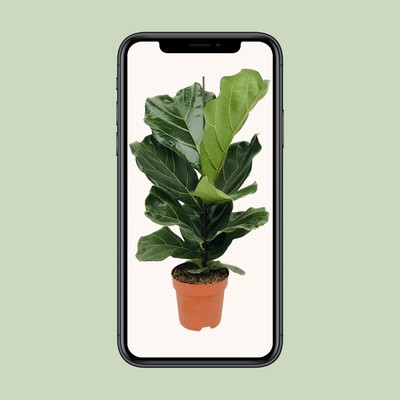Ficus Lyrata Geigenfeige - Topf Ø21cm - Höhen: 100cm & 75cm - Elegante Zimmerpfl