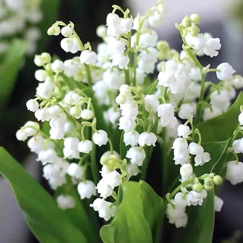 Convallaria Majalis Frische Samen Maiglöckchen Samen Gartenpflanzensamen ∆ - Picture 7 of 18