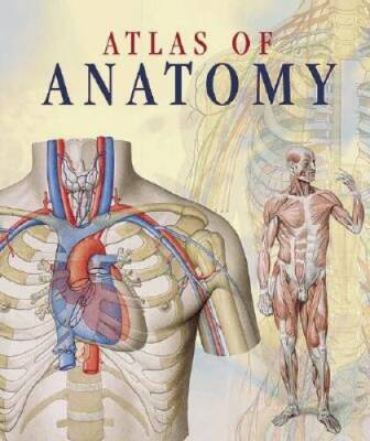 #ad #ad Atlas of Anatomy Paperback By Giunti Editorial Group VERY GOOD $4.08