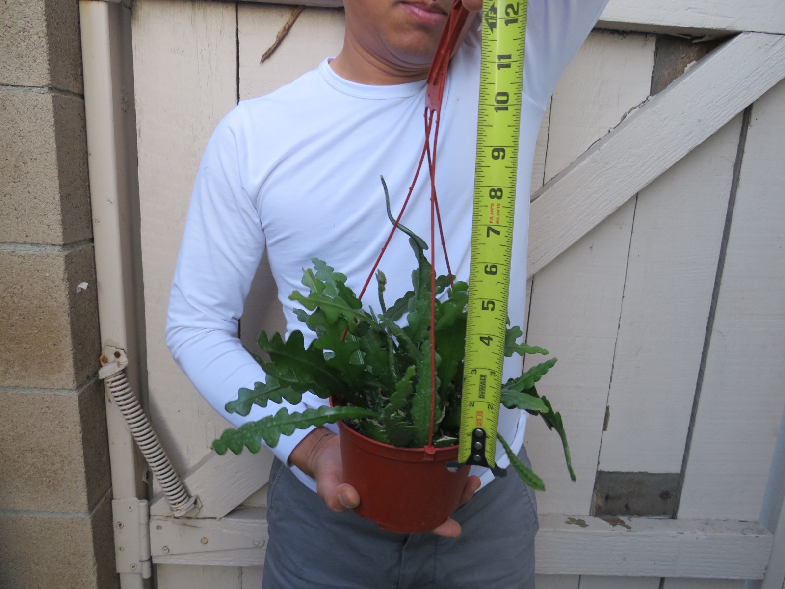 Cryptocereus anguliger Ric Rac Fishbone Cactus Succulent