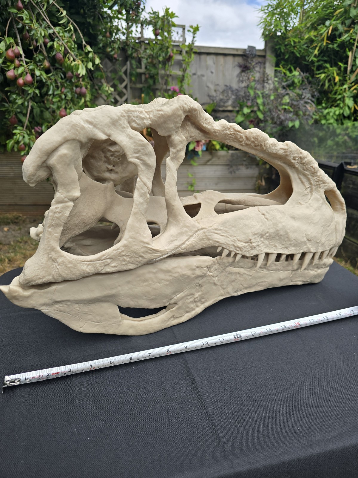 Giganotosaurus Dinosaur Skull  Large Replica, Fossil, Collectables
