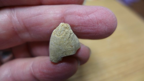 GEOLOGICAL ENTERPRISES Ordovician fossil Crinoid Hybocrinus crinerensis - Picture 3 of 5