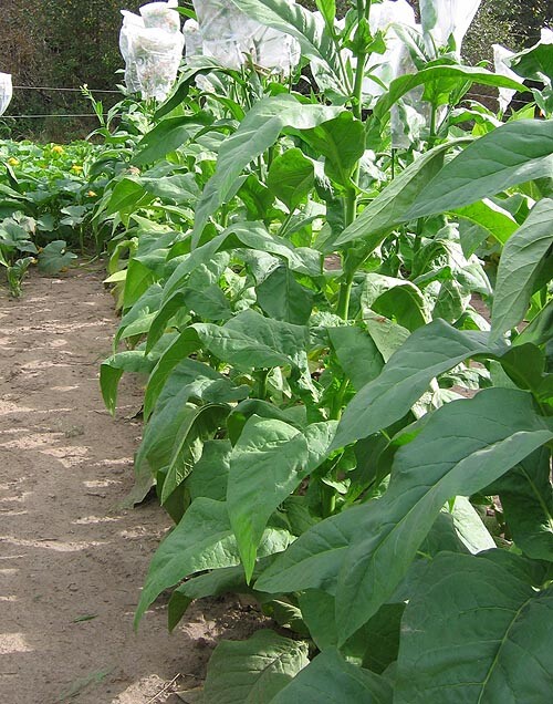 tobacco delivery now Nicotine and Tobacco Delivery Near You