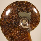 3.3" Whole AMMONITE Polished Fossil Sutured Patterns - Madagascar — photo 4