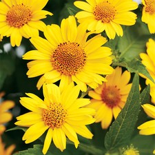 Ox-Eye Sunflower Seeds - For 2026 Planting Prairie Sunflower Perennial