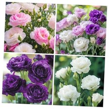300 Mixed Lisianthus Flower Seeds for Planting Outdoor-Perennial Eustoma Cut