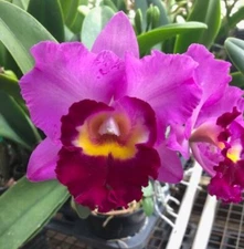 Rlc Shannon Conner ‘Pink Paradise’ Purple Fragrant Mericlone Orchid 2” Pot