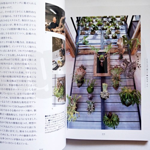 Platycerium 2 Attractive Bizarre Plants Cultivation Book Japan Green Arrangement - Imagen 8 de 19