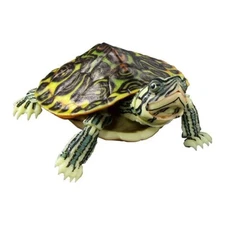 Bandai Gashapon Turtle 01 Action Figure ADVANCE Florida Redbelly Turtle 10cm