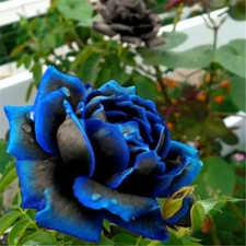 20 SEEDS for Navy Blue/Black RARE Rose tea flower Bush exotic plant USA Seller