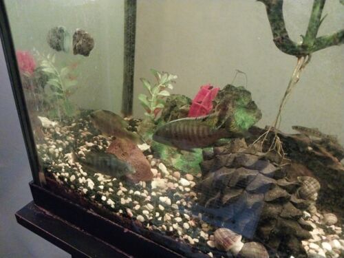 African Cichlid 2 to 3in. Various sizes, and color , - Picture 2 of 5