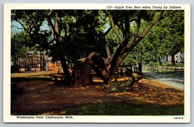Cheboygan, MI Postcard - Bent Apple Tree in Washington Park