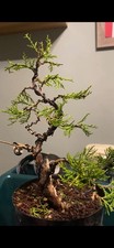 Juniper Starter Bonsai